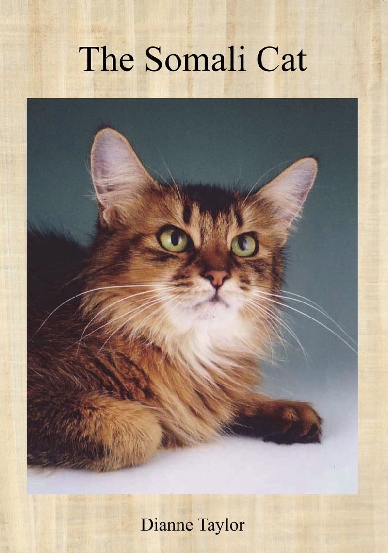 The Somali Cat