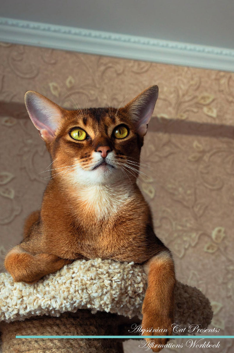 Abyssinian Cat Affirmations Workbook Abyssinian Cat Presents: Positive and Loving Affirmations Workbook. Includes: Mentoring Questions, Guidance, Supporting You.