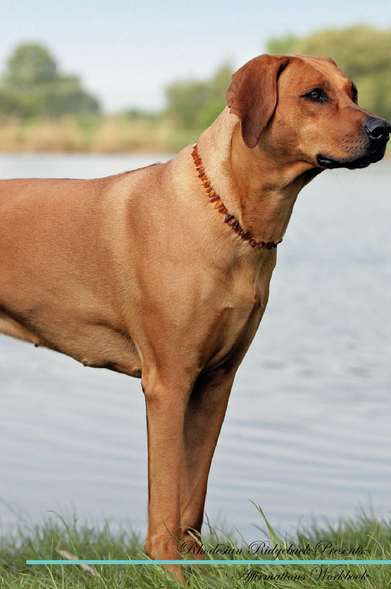 Rhodesian Ridgeback Affirmations Workbook Rhodesian Ridgeback Presents: Positive and Loving Affirmations Workbook. Includes: Mentoring Questions, Guidance, Supporting You.