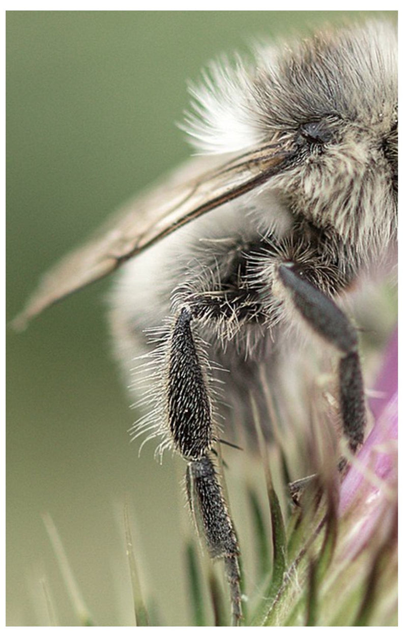 The Incredible Mason Bee